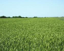 images_009